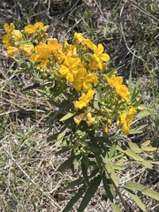 Senna roemeriana