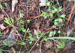Viola pedata
