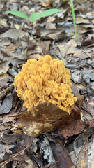 Ramaria