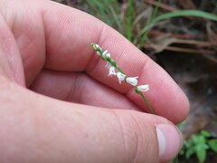 Spiranthes tuberosa