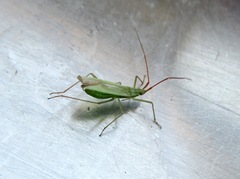 Trigonotylus ruficornis