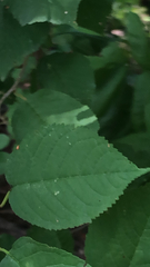 Hamamelis virginiana