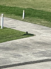 Sturnus vulgaris