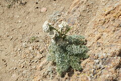 Seseli gummiferum