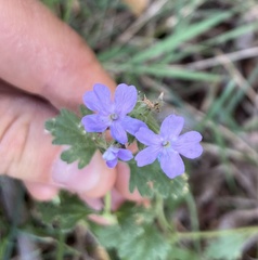 Glandularia gooddingii