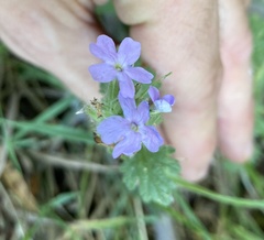 Glandularia gooddingii