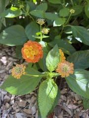 Lantana