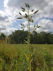 Erechtites hieraciifolius