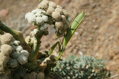 Seseli gummiferum