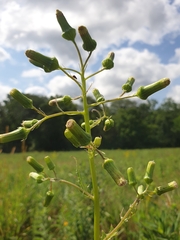 Erechtites hieraciifolius