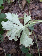 Aconitum lasiostomum