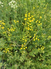 Bupleurum