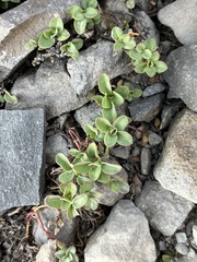 Penstemon davidsonii
