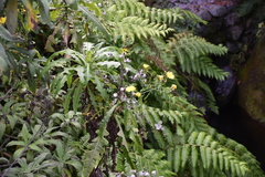 Sonchus fruticosus