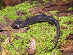 Plethodon montanus