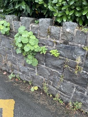 Alchemilla mollis