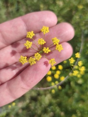 Bupleurum
