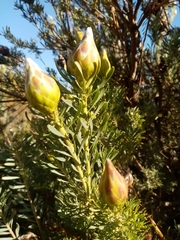 Leucadendron rubrum
