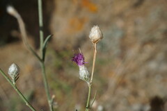 Centaurea sterilis