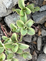 Penstemon davidsonii