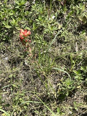 Castilleja indivisa