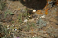 Centaurea sterilis