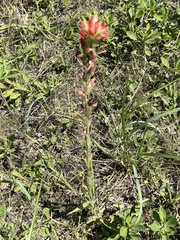 Castilleja indivisa