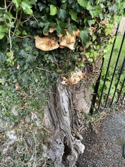 Cerioporus squamosus