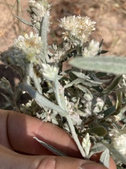 Pseudognaphalium canescens