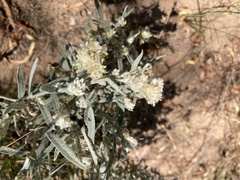 Pseudognaphalium canescens