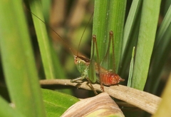Conocephalus saltator