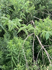 Celtis occidentalis