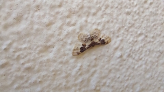Idaea rusticata