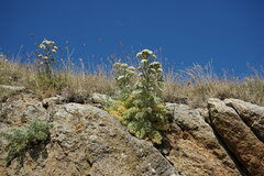 Seseli gummiferum