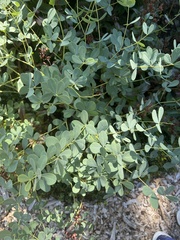 Baptisia alba
