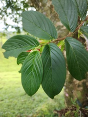 Columnea nicaraguensis