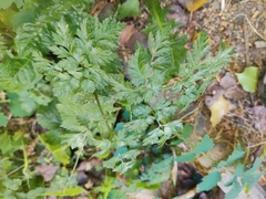 Anthriscus sylvestris