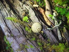 Lycoperdon echinatum