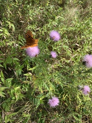 Cirsium altissimum