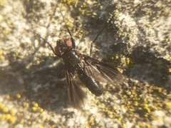 Rhinophoridae