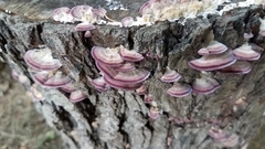 Trichaptum biforme
