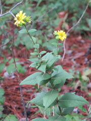 Silphium