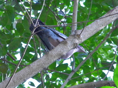 Patagioenas picazuro