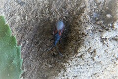 Oxycarenus lavaterae