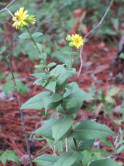 Silphium