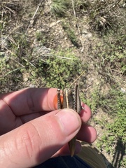 Schistocerca lineata