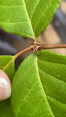 Acanthepeira