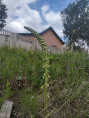 Aconitum barbatum