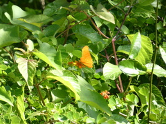 Dryas iulia