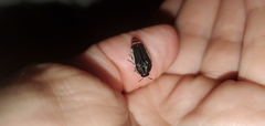 Acmaeodera flavomarginata